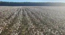 Cotton in a field