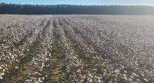 Cotton in a field