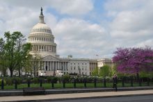 Front facade of U.S. Capitol building flanked by trees in the foreground, some with purple blooms. 