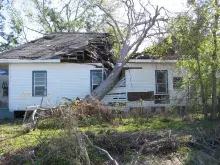 House with fallen tree on roof