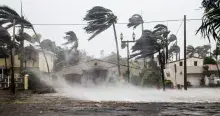 Palm trees swaying from heavy winds and rain