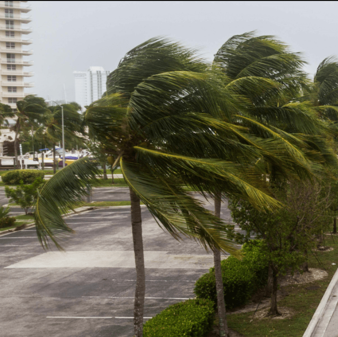 strong wind blowing palm trees