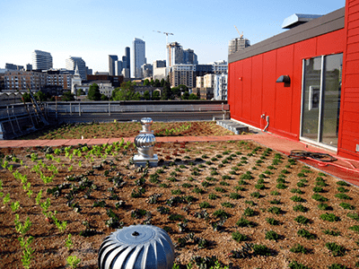 Rooftop garden with a city skyline in the background