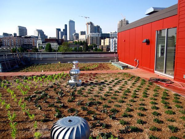 A garden on a rooftop