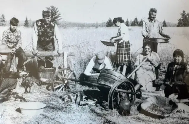 Wild rice harvest in 1960