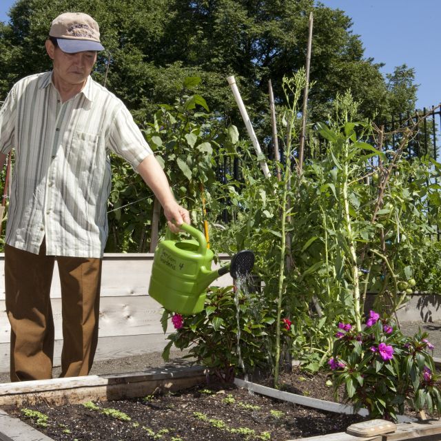 A man watering  plants in a community garden