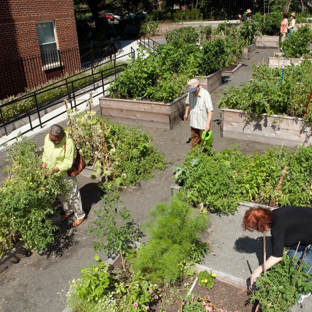 Three people planting greenery in a garden
