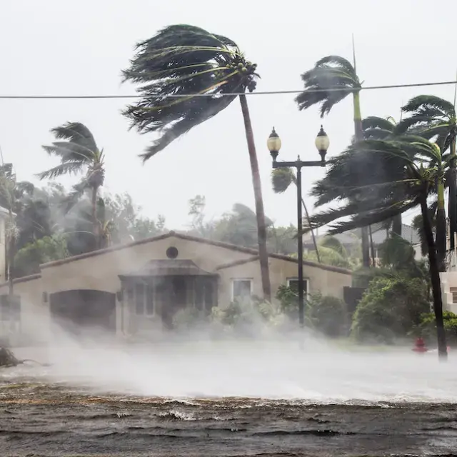 Palm trees swaying from heavy winds and rain