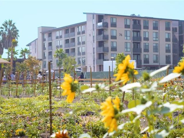 Apartment buildings in the background with sunflowers in the foreground